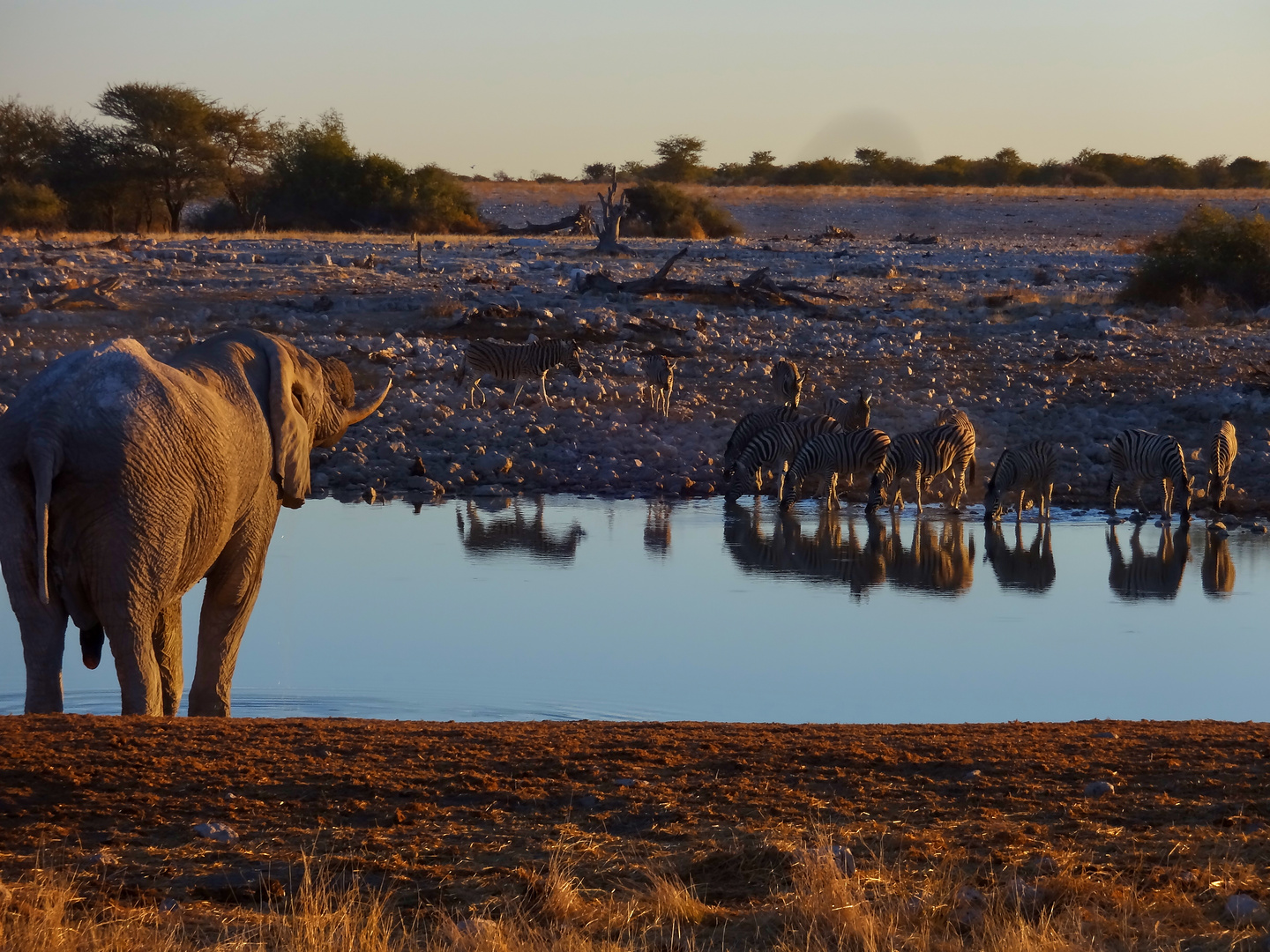 Etosha-Wasserloch