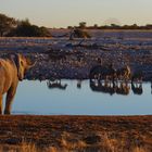 Etosha-Wasserloch