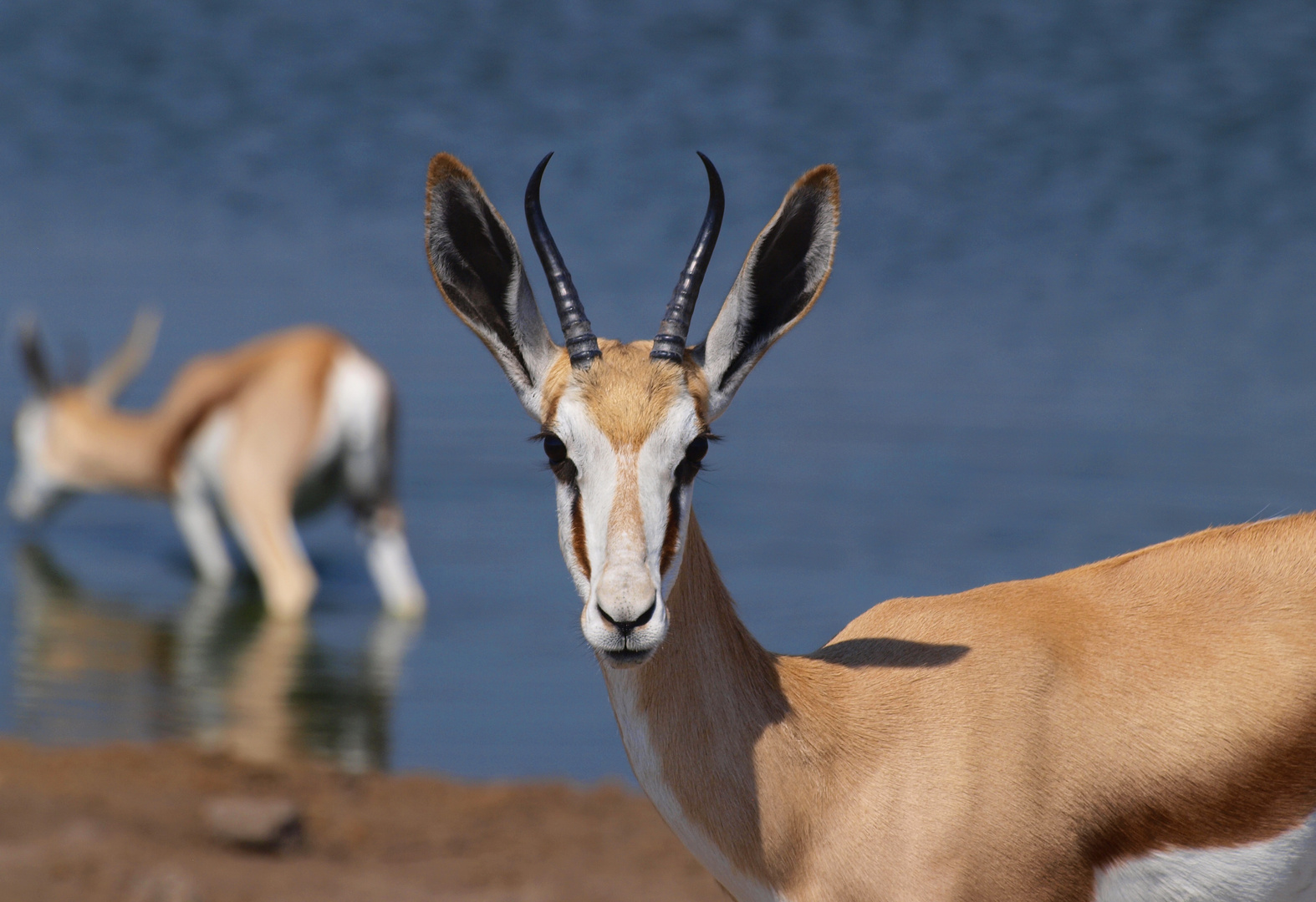 Etosha - Wasserstelle Chudop