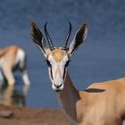 Etosha - Wasserstelle Chudop