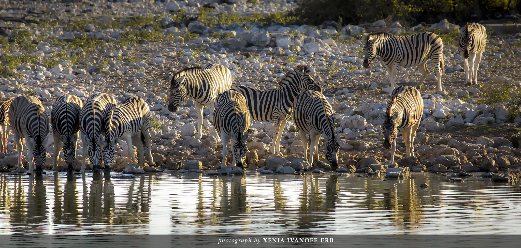 Etosha Waterhole