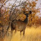 Etosha - weibliches Kudu