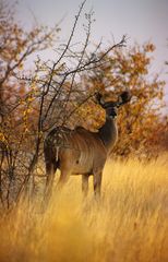 Etosha - weibliches Kudu