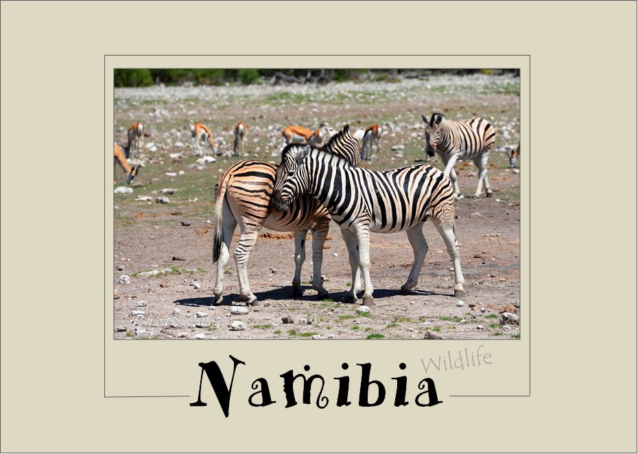 Etosha Wildlife