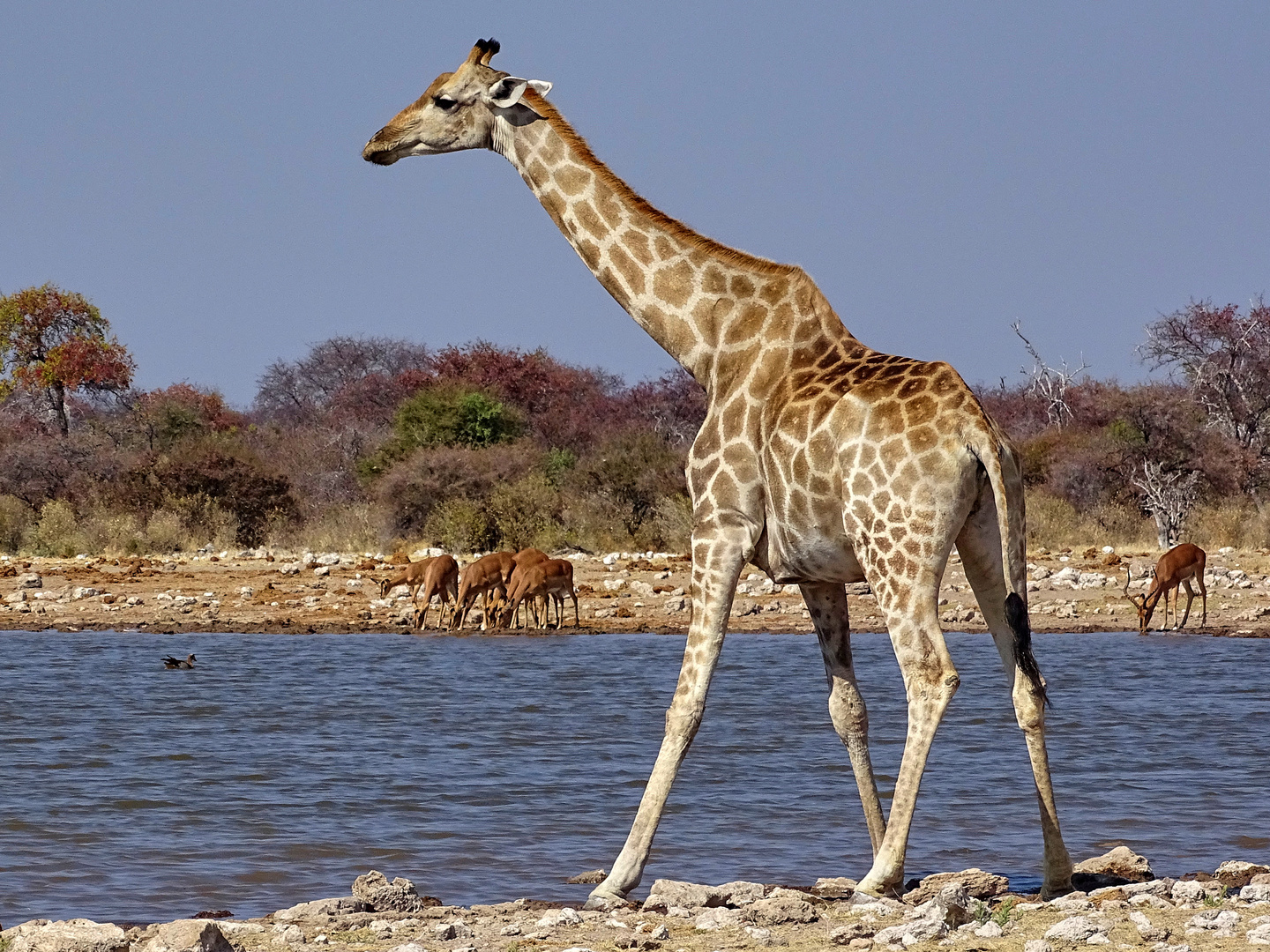 Etosha Wildlife