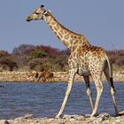 Etosha Wildlife