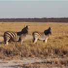 Etosha-Zebras