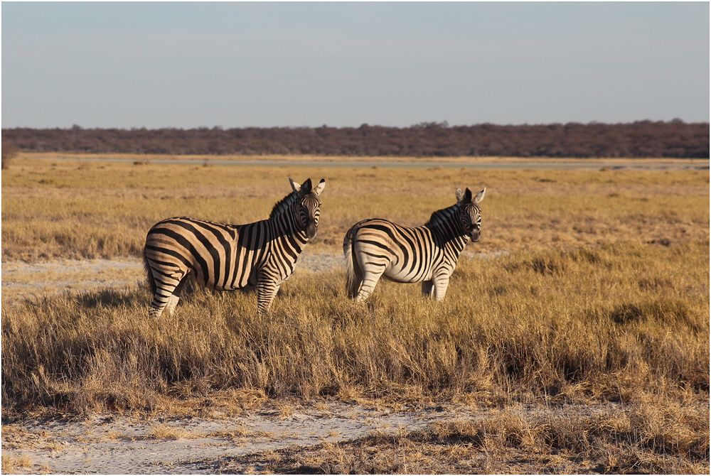 Etosha-Zebras