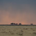 etosha1