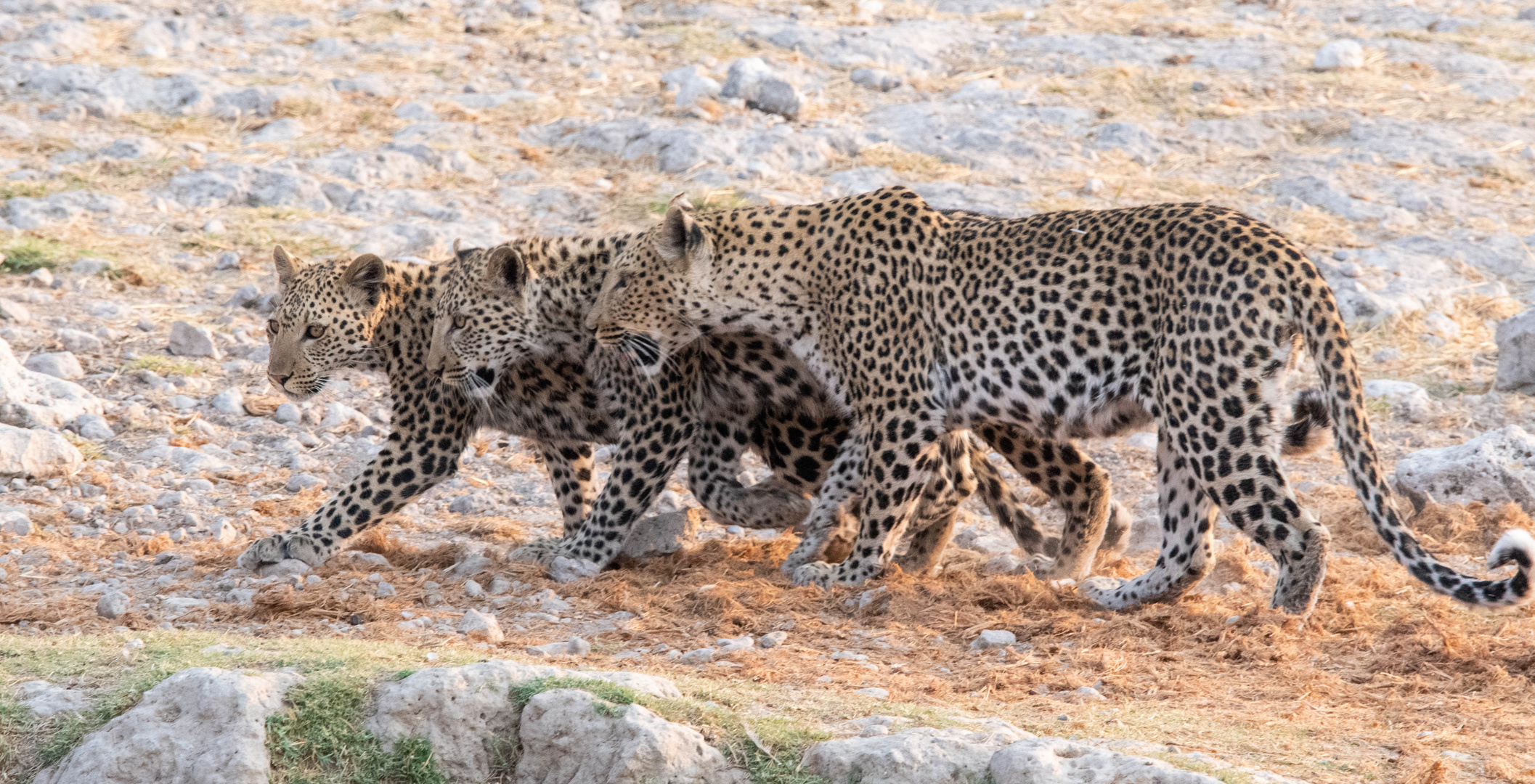 Etosha_MBW7047_20210918_174115