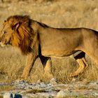 Etosha_Park ..the King