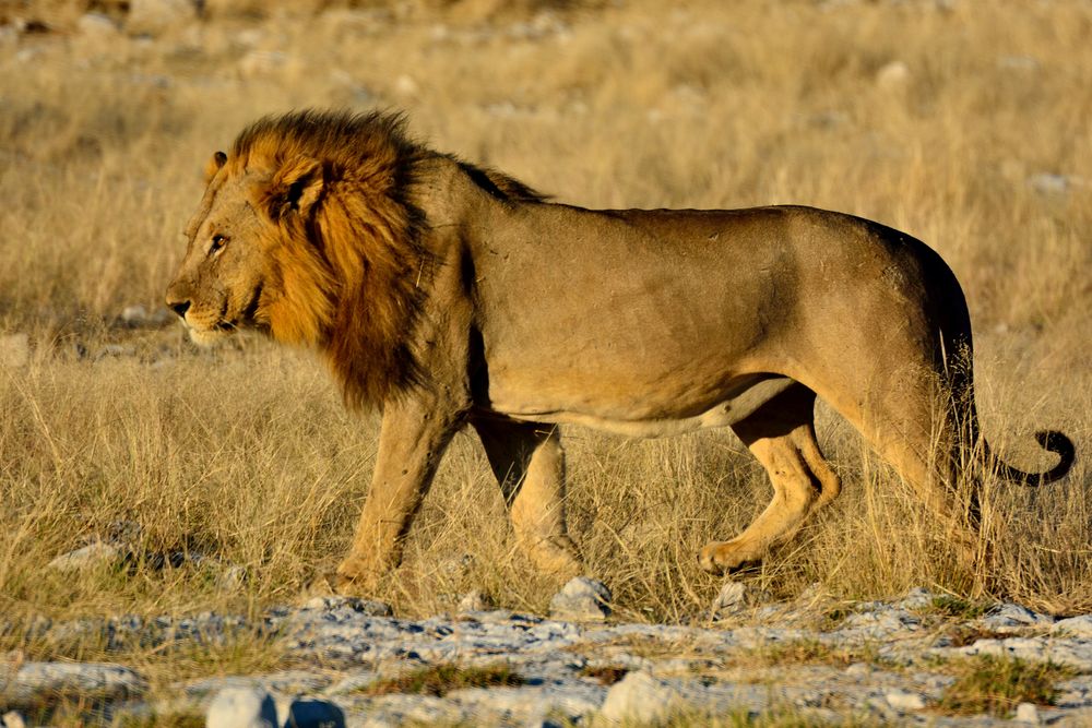 Etosha_Park ..the King