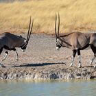 Etosha_Park..Spießböcke (Oryx)