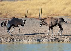 Etosha_Park..Spießböcke (Oryx)