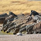 Etosha_Park..Zebras am Wasserloch