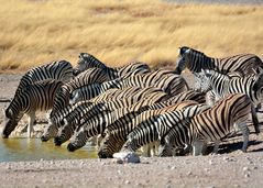 Etosha_Park..Zebras am Wasserloch