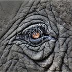 Etosha´s Eye