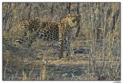 Etosha's Leopard(en) I
