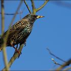 Etourneau sansonnet (Common Starling)