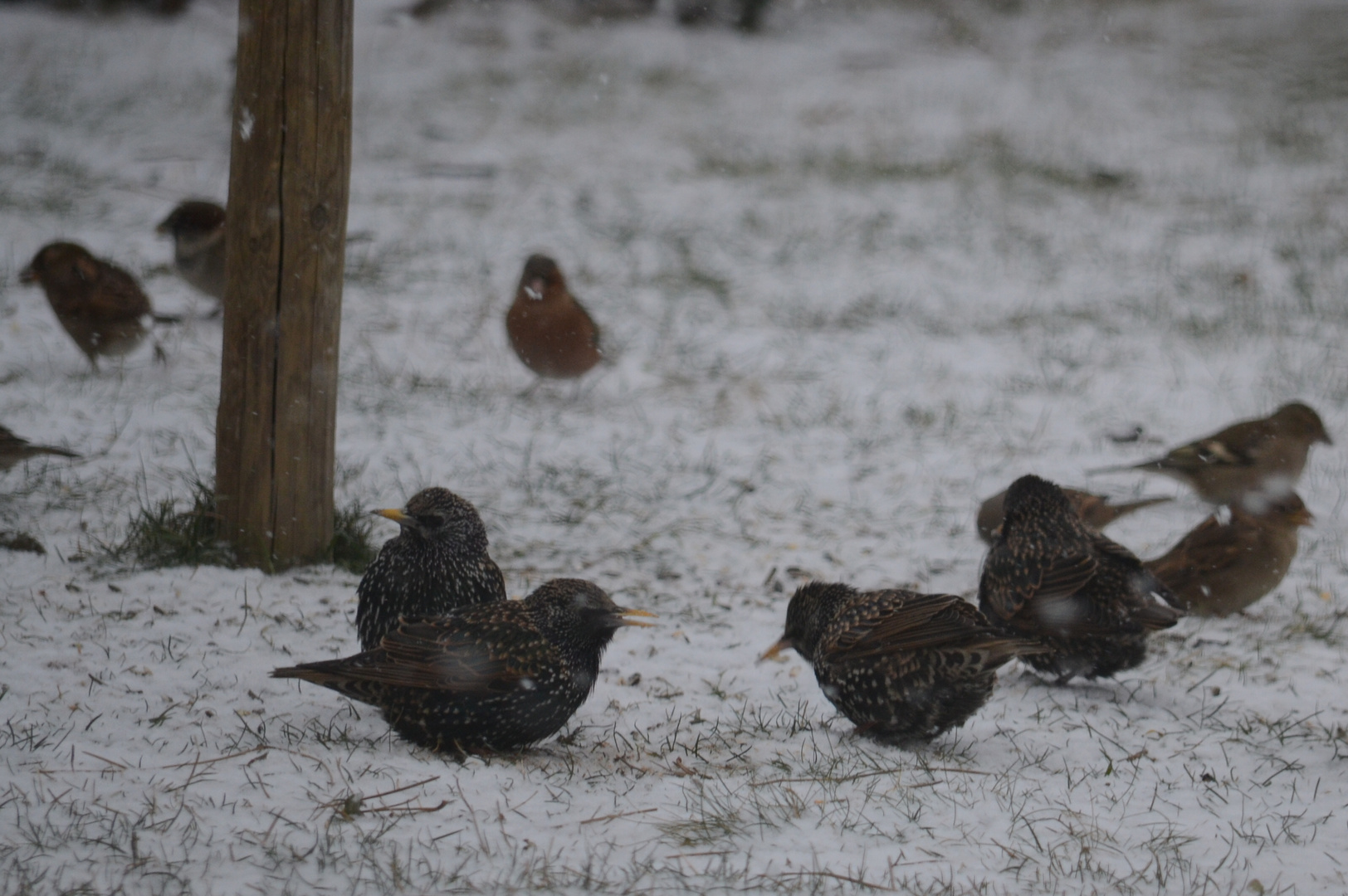 Etourneaux sous la neige