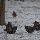 Etourneaux sous la neige