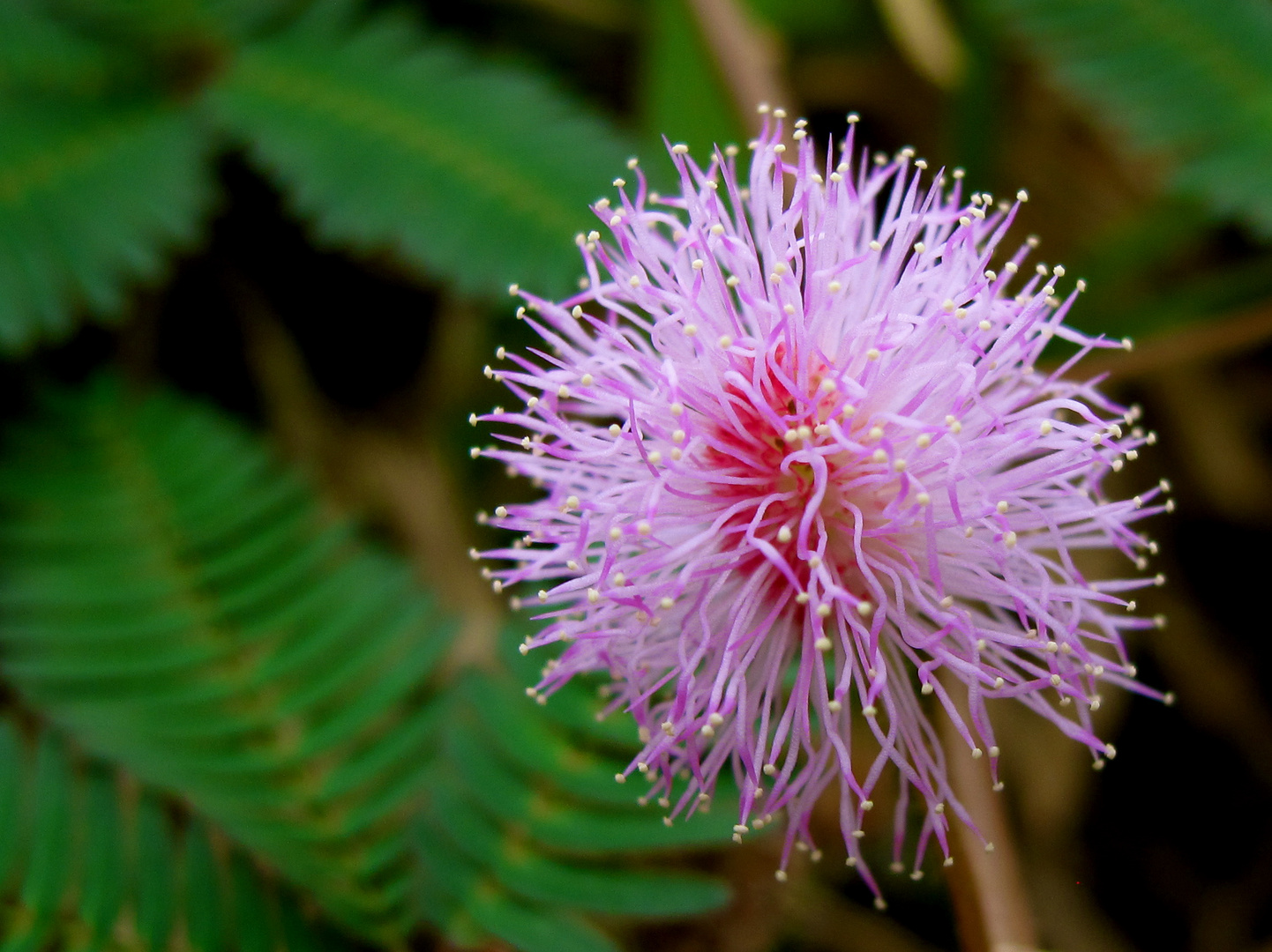 étrange fleur, ile de la réunion