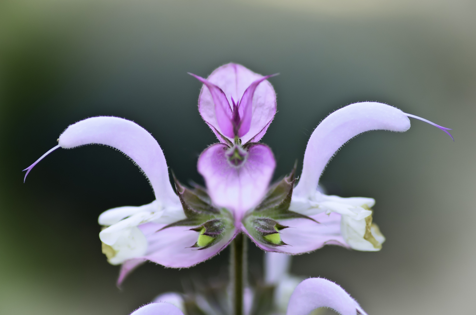 étrangeté de la nature