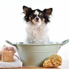 Etre dans le bain et avoir du chien!