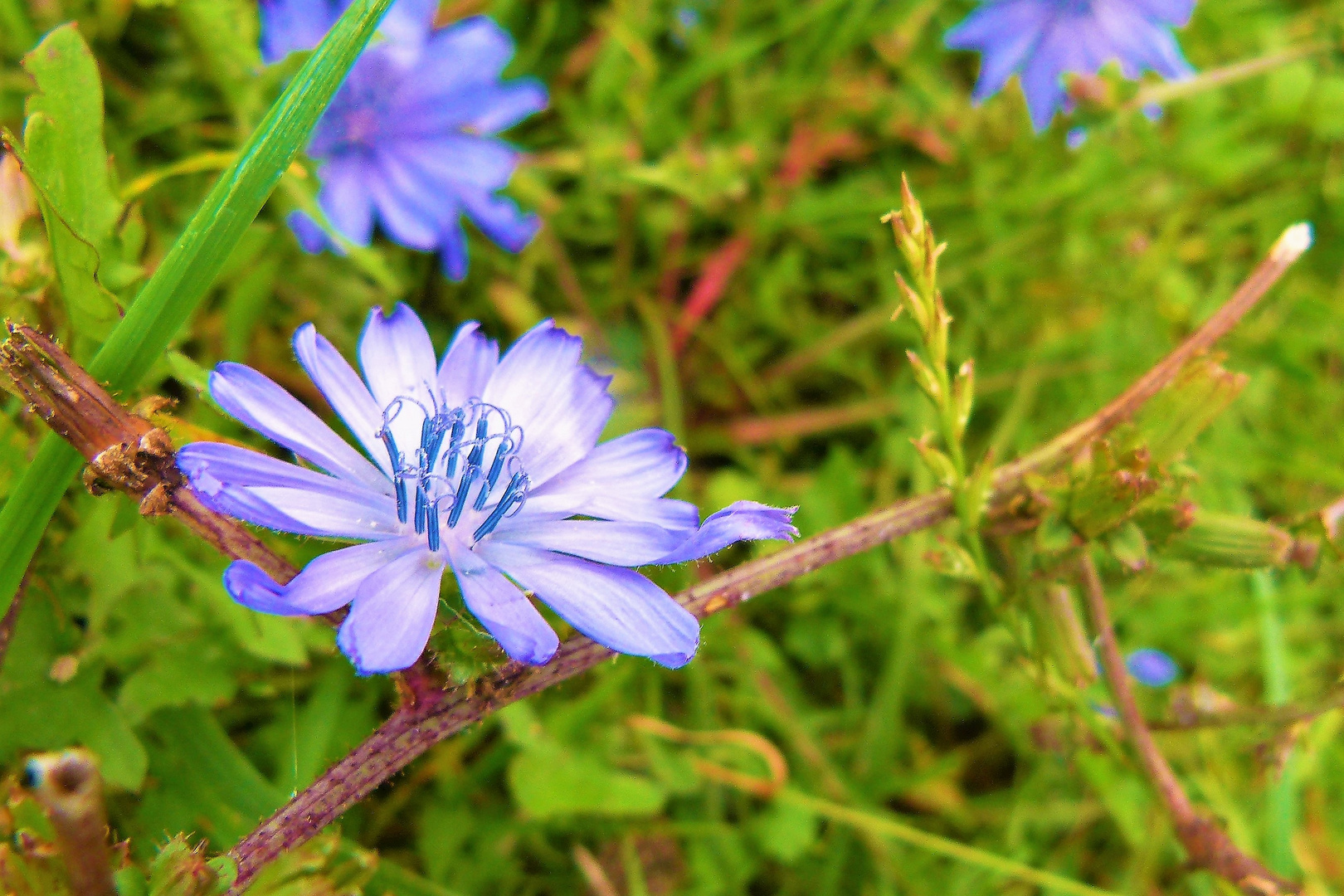 Etre fleur bleue