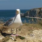 Etretat