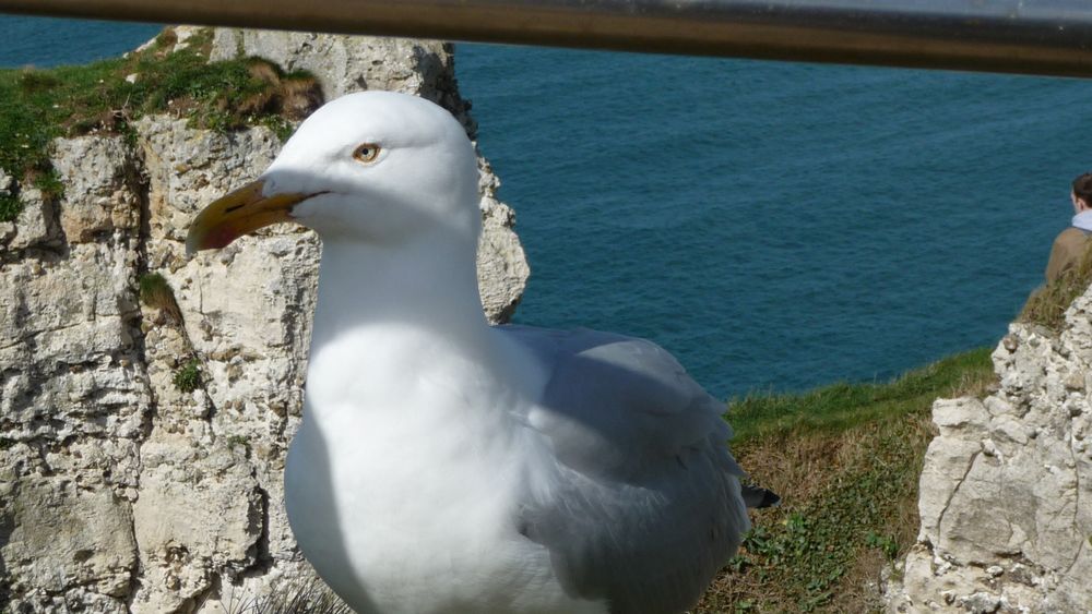 Etretat