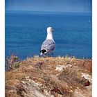 Etretat - Hte Normandie (8)