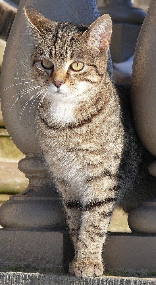 ettersburger schloßkatze