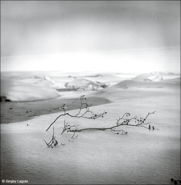 Etude with branches on ice