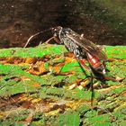 Etwa 1 cm lange Schlupfwespe (Fam. Ichneumonidae) mit deutlich sichtbarem Legestachel, . . .