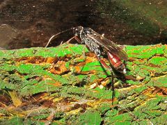 Etwa 1 cm lange Schlupfwespe (Fam. Ichneumonidae) mit deutlich sichtbarem Legestachel, . . .