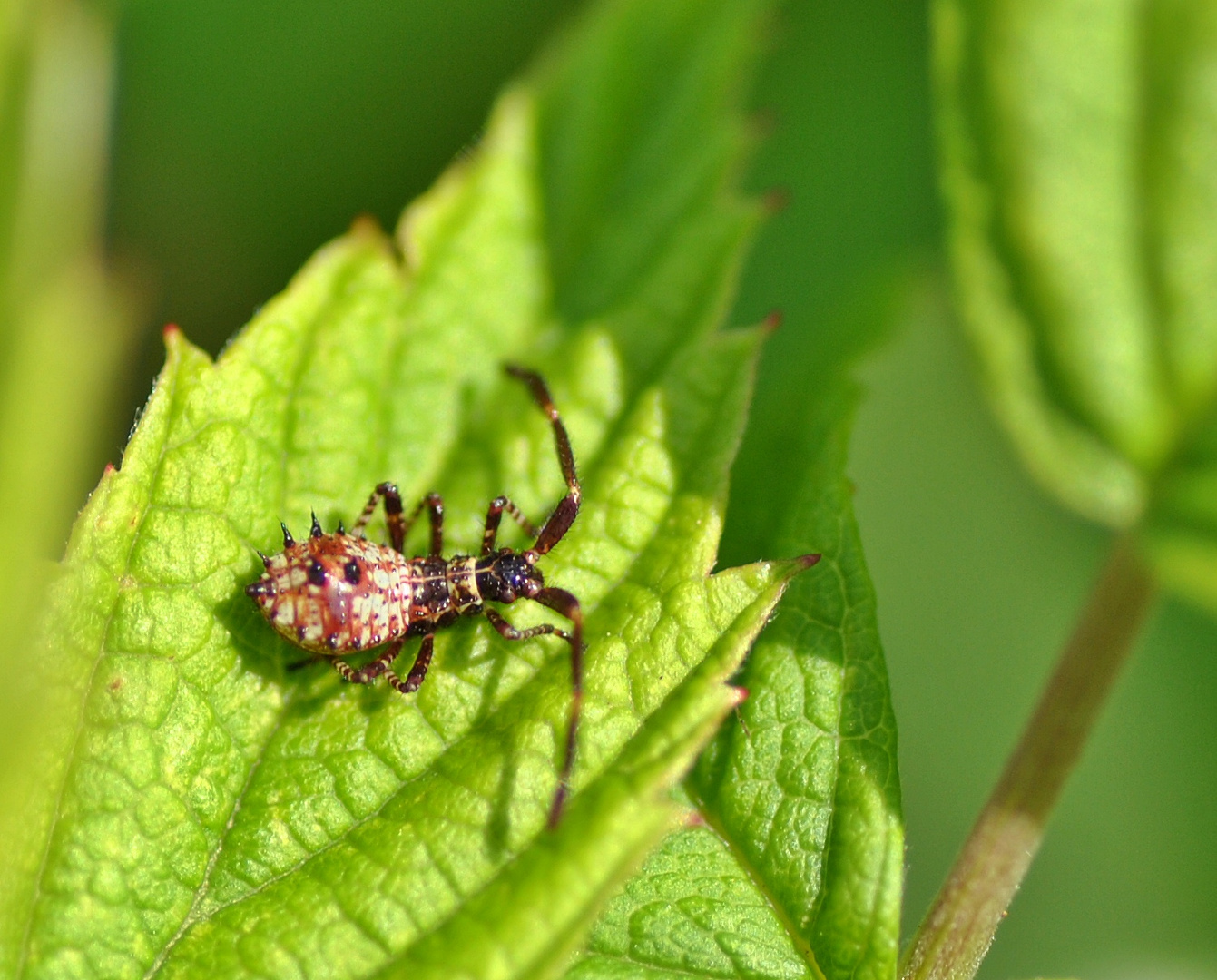 etwa 1bis 2mm groß