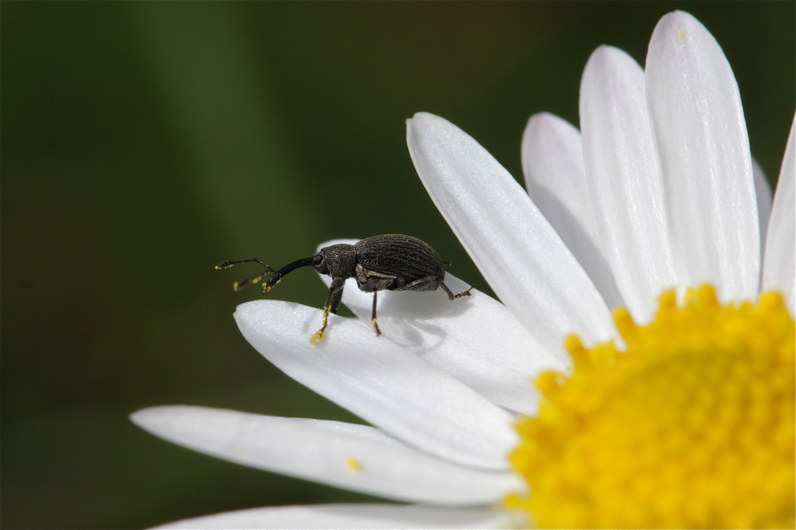 Etwa 2 bis 3 mm langer Rüsselkäfer auf einem Gänseblümchen