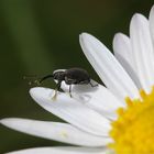 Etwa 2 bis 3 mm langer Rüsselkäfer auf einem Gänseblümchen