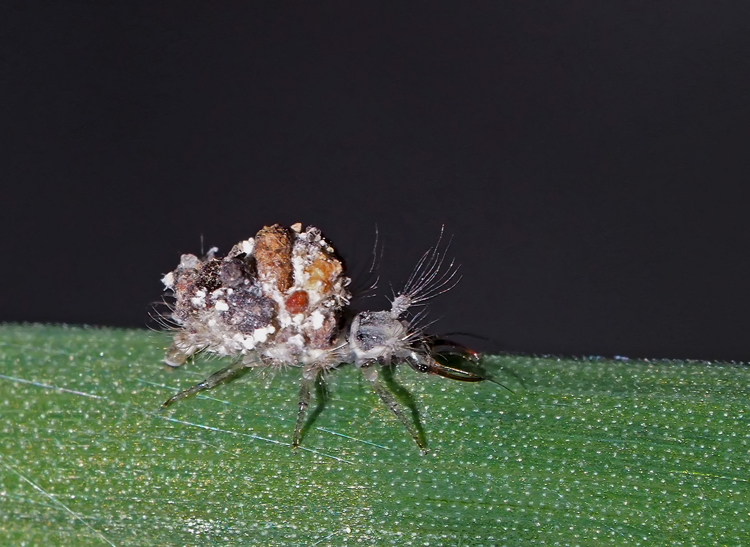 Etwa 4 mm lange Larve der Bewimperten Florfliege (Chrisopidia ciliata) ....