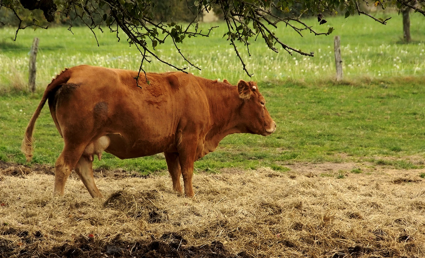 Etwa 8000 Liter Milch im Jahr ...