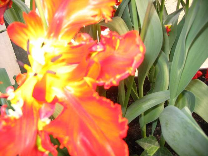 Etwas andere Tulpen