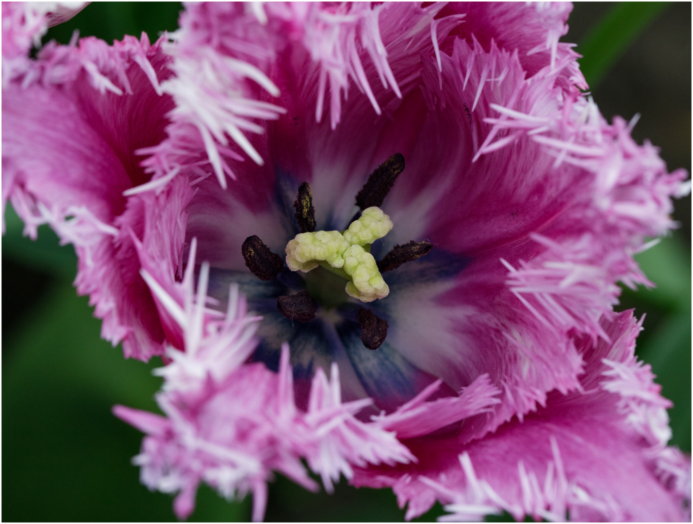 Etwas aus dem Tulpenparadies