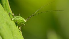 Etwas besonders Kleines zum Mittwoch