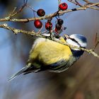 etwas Bio zum Frühstück