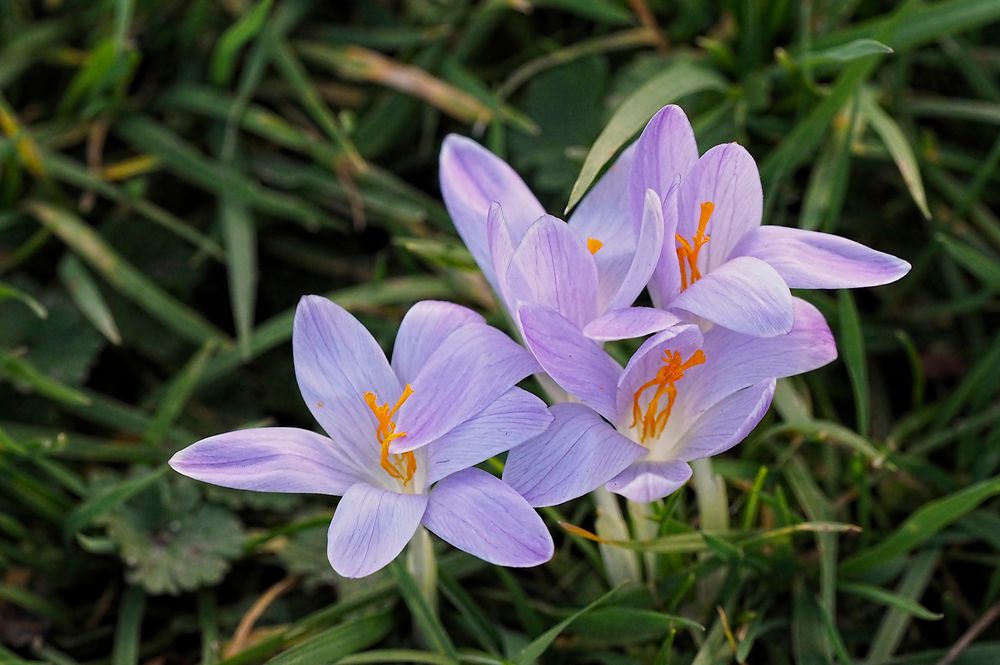 Etwas blasse, verwilderte Krokusse