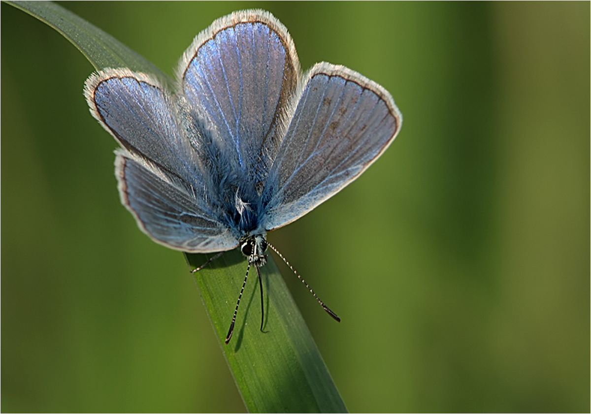  Etwas Blaues aus dem Mai