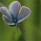  Etwas Blaues aus dem Mai