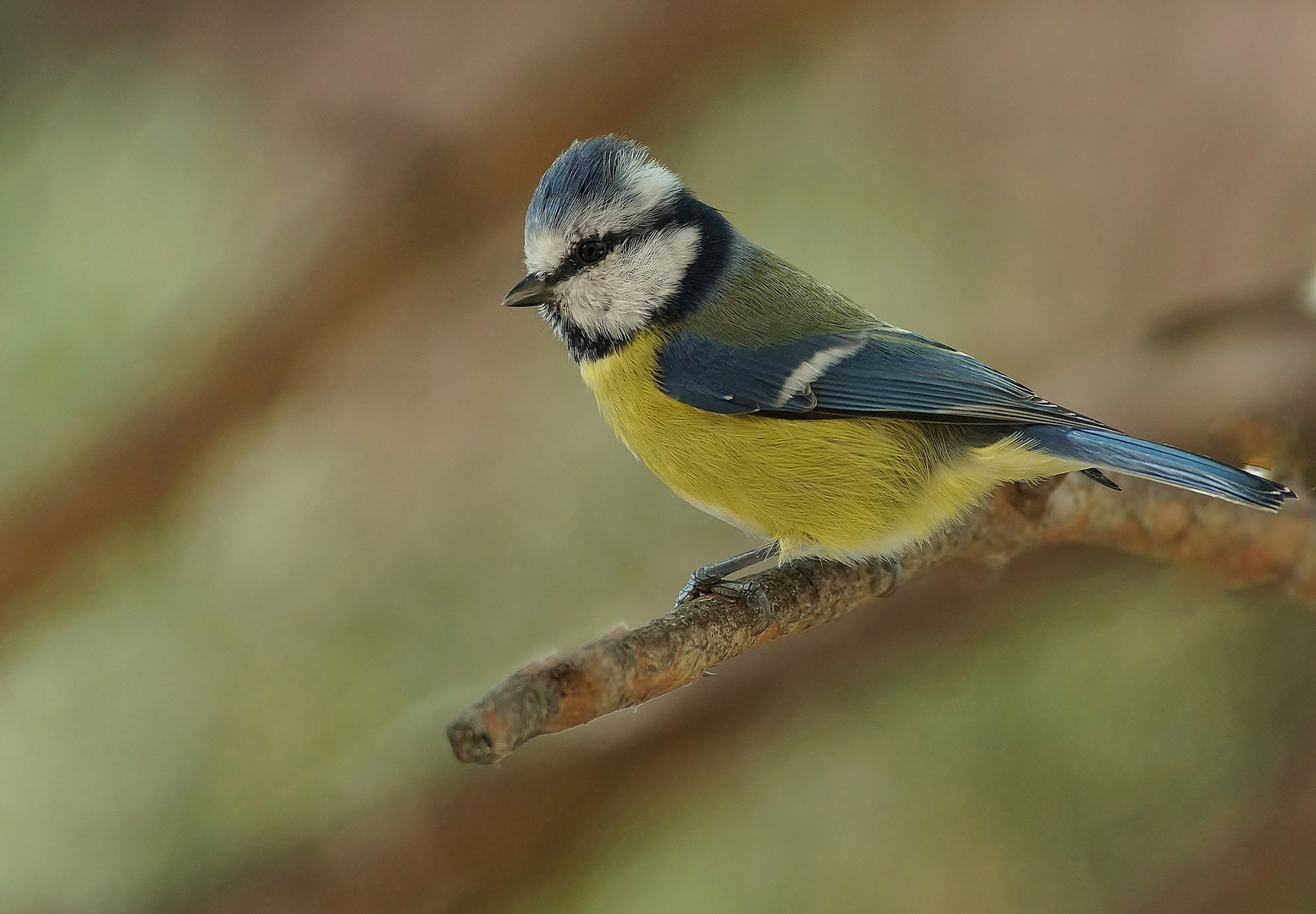 Etwas Blaues zum Nassen Tag.