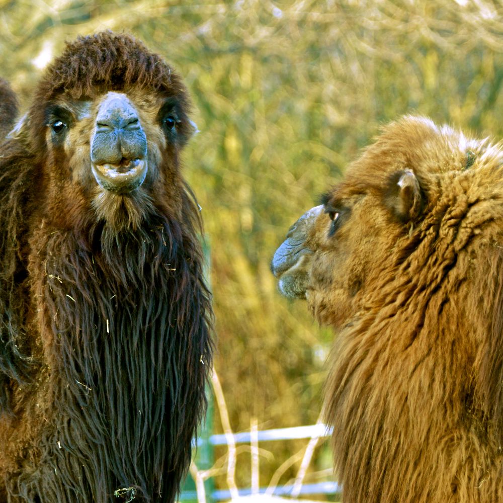 etwas blaunasige Charakterköpfe